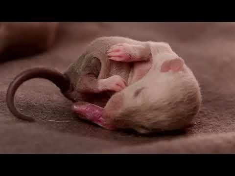 Видео: Маленькие крысята