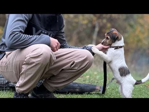 Видео: Ночевка в палатке с псом. #mountains #nature #travel #funny #dog 