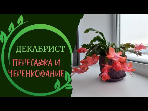 Видео: Декабрист: пересадка и черенкование в феврале