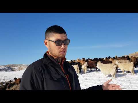 Видео: Хозяйство "Рейна-Кенч" Айбека Сапарбекова. Анвар Рустемов +77017224679(ватцап)