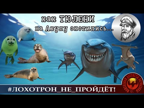 Видео: ПОЛНЫЙ РОЛИК "Как ТЮЛЕНИ на Акулу охотились". (Автор - Моряк Андрей)_