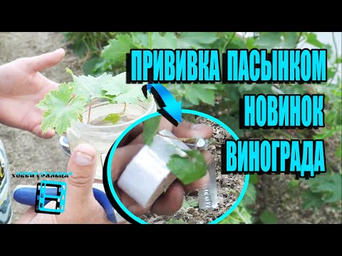 Видео: ПРИВИВКА НОВИНОК ВИНОГРАДА ПАСЫНКОМ ЗЕЛЕНОЕ В ЗЕЛЕНОЕ. СЕВЕРНЫЙ ВИНОГРАДНИК 12-21 ВИНОГРАД В ТЕПЛИЦЕ