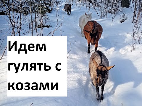 Видео: Пойдем гулять с козами