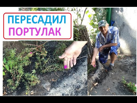 Видео: ПОРТУЛАК с БАЛКОНА пересадил ВО ДВОР на занятые земли