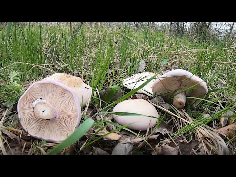 Видео: Синеножка. Рядовка лиловоногая. Первые грибы 2021 года.