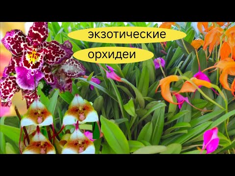 Видео: ОРХИДЕЯ "ДРАКУЛА" Фаленопсис, масдеваллии , камбрии и ВСЕ ЭТО в НОВОЙ ПОСТАВКЕ 😍
