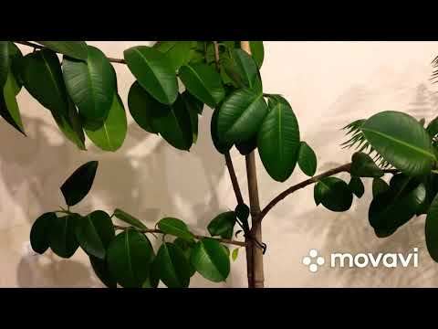 Видео: 💐14💐Чем протирать листья растений , для блеска 💐