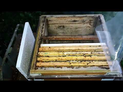 Видео: Однорамочные отводки 20 дней спустя