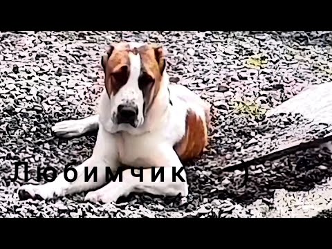 Видео: Отдых волкодава. #алабай #щеноксао #щенокалабая #дрессировкащенка  #alabaidog #щенок #сао