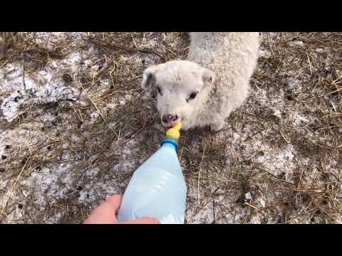 Видео: Кастрация баранчиков. Спас ягнёнка 🐑