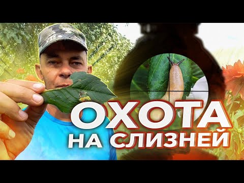 Видео: СЛИЗНИ И УЛИТКИ БОЯТСЯ ЭТОГО КАК ОГНЯ / РЕКОМЕНДАЦИИ ПО БОРЬБЕ СО СЛИЗНЯМИ И УЛИТКАМИ В САДУ