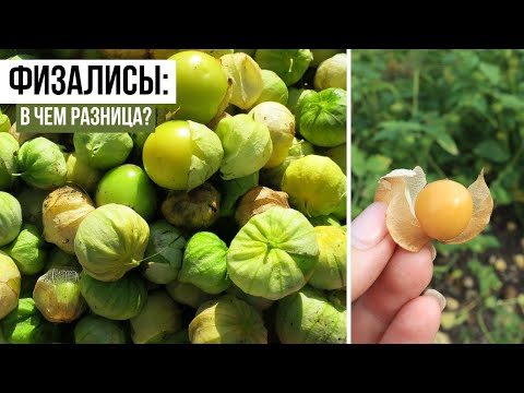 Видео: Физалис ягодный и овощной. В чем разница?