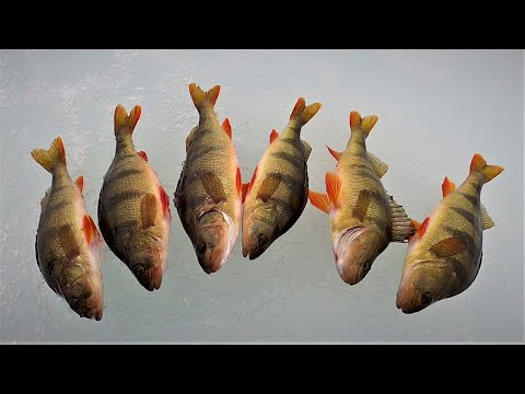 Видео: РЫБАЛКА В МАЕ ПО ПОСЛЕДНЕМУ ЛЬДУ ПРОДОЛЖАЕТСЯ, В КАДРЕ ОКУНЯКИ), НЕ ГУСТО КОНЕЧНО НО И НЕ ПУСТО)