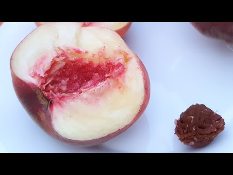 Видео: Персик Гонора VS сорта Фиделия, Олстар, Редхейвен, Роял Глори и еще один: обзор и дегустация