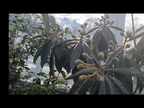 Видео: Обзор оранжереи и дегустация кумкватов Мейва и Обовата, 13.02.22 г, Киевская область