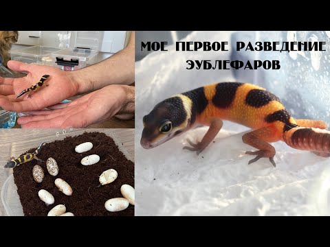 Видео: Первое разведение Eublepharis macularius. Эублефар Сёма =)