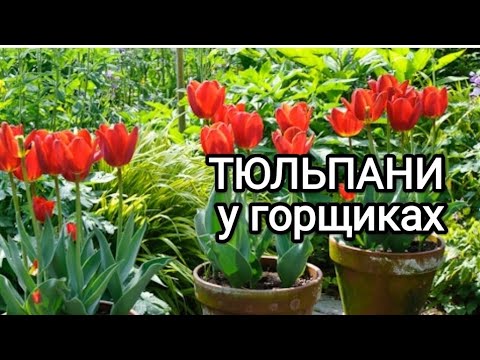Видео: Посадка тюльпанів, гіацинтів,  мускарі у горщики, кашпо, контейнери. Як виростити  навіть на балконі