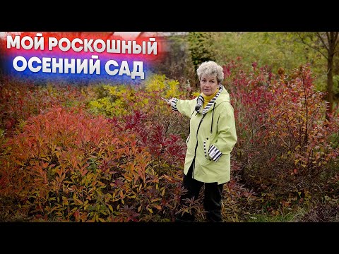 Видео: Мой роскошный осенний сад