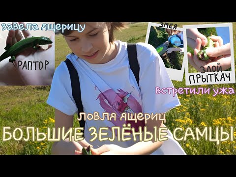 Видео: БОЛЬШИЕ ЗЕЛЁНЫЕ САМЦЫ / Ловля ящериц