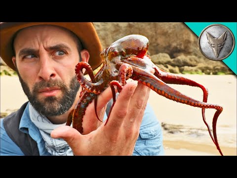 Видео: Ще изпръска ли мастило? Лов на октопод в Южна Африка 🐙 | Brave Wilderness Български