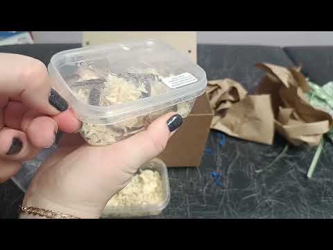 Видео: распаковка новых рептилий