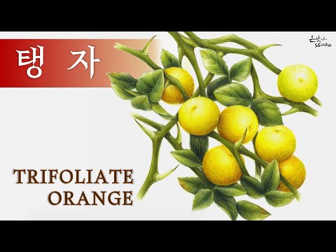 Видео: [Рисование фруктов и овощей] Как нарисовать тройчатый апельсин цветными карандашами