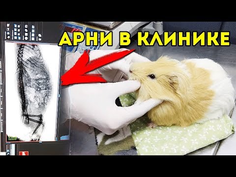 Видео: Арнольд У ВЕТЕРИНАРА. Что случилось? ВЗДУТИЕ У МОРСКОЙ СВИНКИ