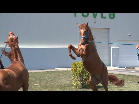 Видео: Карабахских скакунов выставили на аукцион в Азербайджане. Репортаж «Москва-Баку»