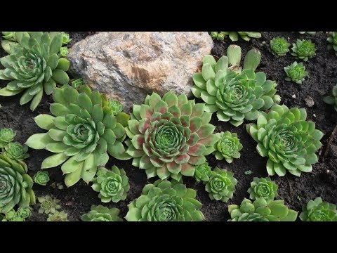 Видео: Залила Молодило (Каменную Розу). Что делать? Пересаживать! Спасать, что можно!