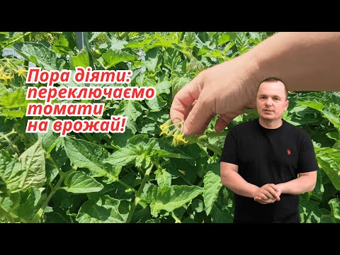 Видео: ЦЕ ПІДЖИВЛЕННЯ ЗМІНЮЄ ВСЕ! Як отримати максимум врожаю з низькорослих томатів