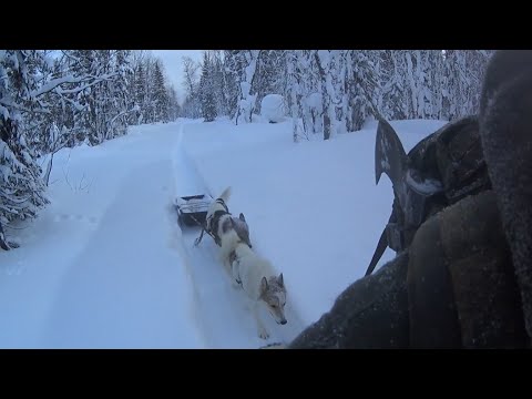 Видео: 17 дней в тайге в глухозимье. Закрытие пушного сезона. Часть 1