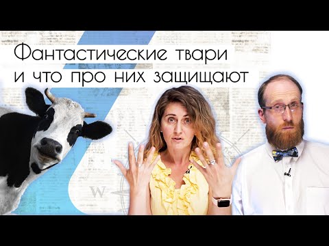 Видео: Фантастические твари и что про них защищают