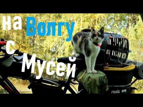 Видео: на Волгу с Мусей