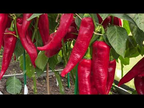 Видео: ОДНО ДВИЖЕНИЕ РУКИ И ПЕРЕЦ НАЧНЕТ СОЗРЕВАТЬ БЕЗ ПОДКОРМОК