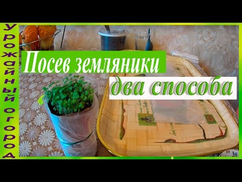 Видео: ДВА СПОСОБА ПОСЕВА ЗЕМЛЯНИКИ!!!В САМОКРУТКУ И НА БУМАГУ