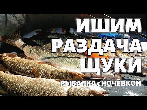 Видео: РЫБАЛКА с НОЧЁВКОЙ 🎣 РАЗДАЧА ХОРОШЕЙ ЩУКИ #ИШИМ 🎣🎣🎣