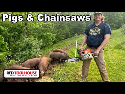 Видео: Расчистка опушки леса с помощью бензопилы и свиней