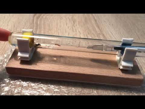 Видео: Муравьи вида Lasius flavus