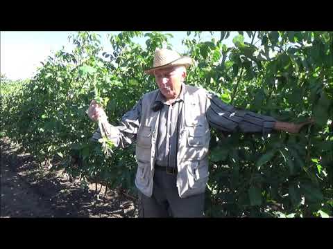 Видео: Горчица как сидерат и санитар почвы. Часть II. Сентябрь 2021