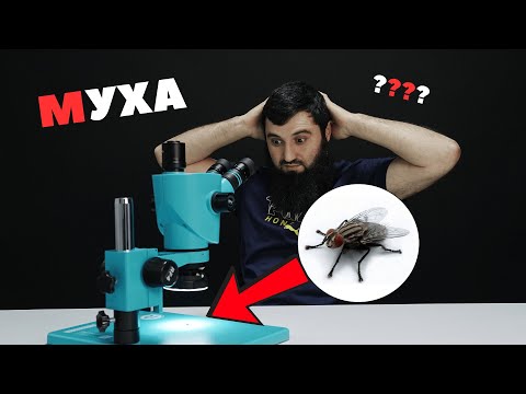 Видео: Муха под микроскопом! Самые обычные предметы под увеличением