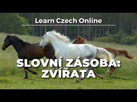 Видео: Чешская лексика: Животные (A2+)