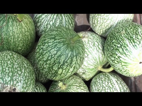 Видео: Фиголистная тыква(фицефалия).