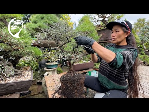 Видео: Корокия Кизильник Бонсай