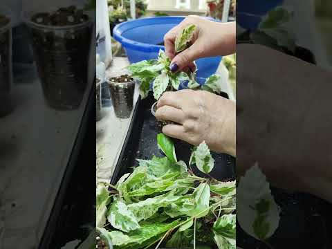 Видео: Стрижка для гибискусов. Черенкую. 🌿🌺☘️#гибискус #комнатныерастения #черенкование #гибискусцветение