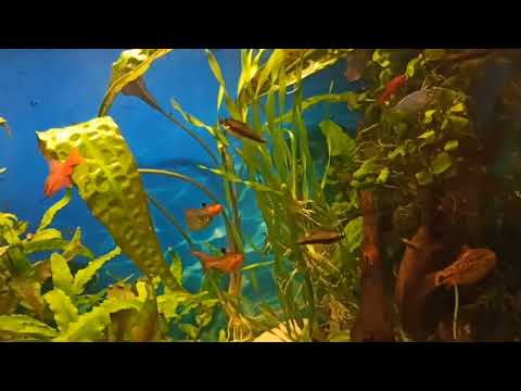 Видео: Новые рыбки в аквариуме/Купила неонов и вишневых барбусов/New fish in my aquarium