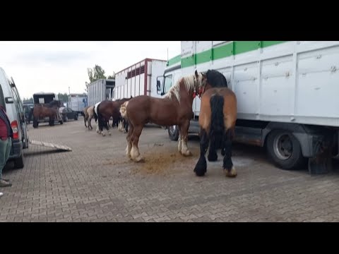 Видео: Найбільша виставка в Європі 🔥💪👌🤝Великий продаж коней 💣💯🐴💰