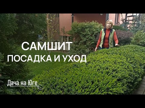 Видео: Дача на Юге - САМШИТ - уход и посадка
