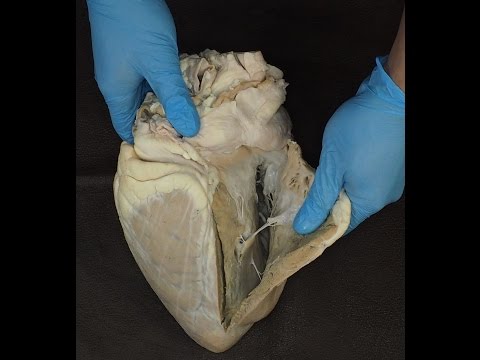 Видео: сердце домашних животных