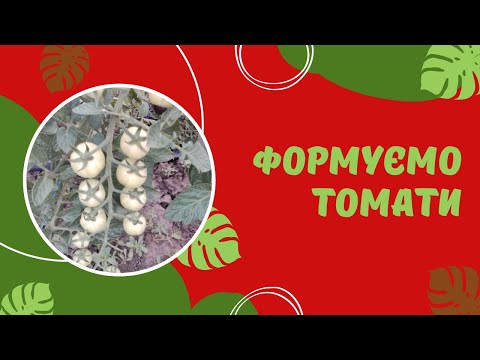 Видео: Як формувати томати. Коли та для чого обрізати листя на томатах