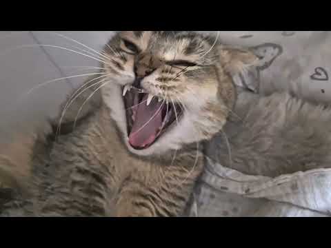 Видео: Котятам Шанель 6 дней 😊